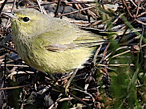 Orange-crowned Warbler